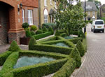 Surrey Garden Topiary Work