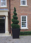 Surrey Garden Topiary Work